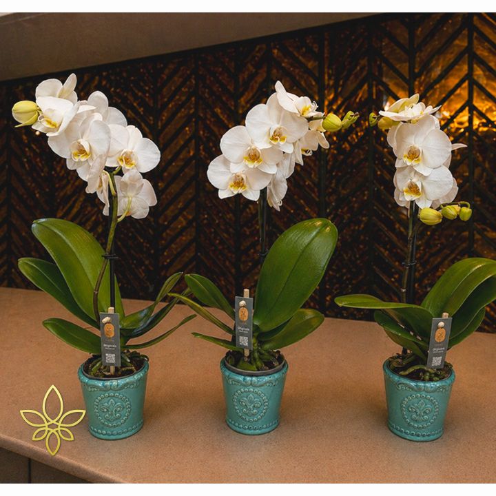 mini orchidea kaspóban