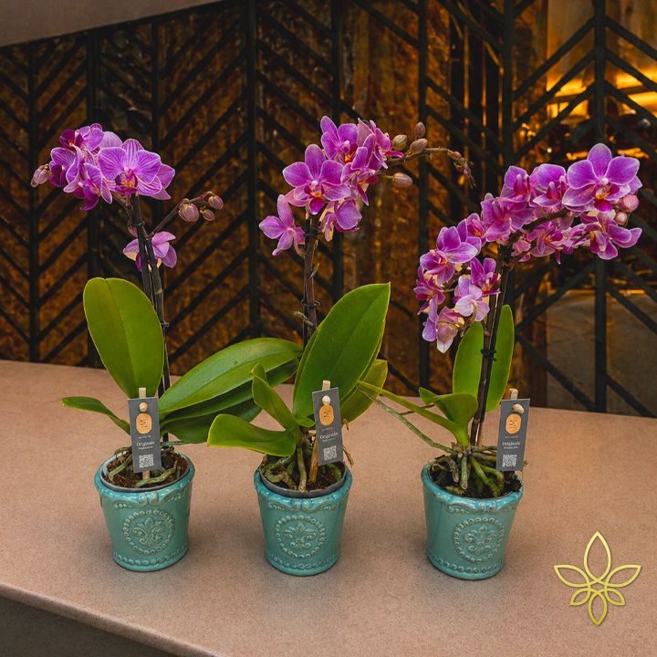 lila mini orchidea