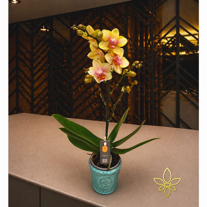 miniorchidea